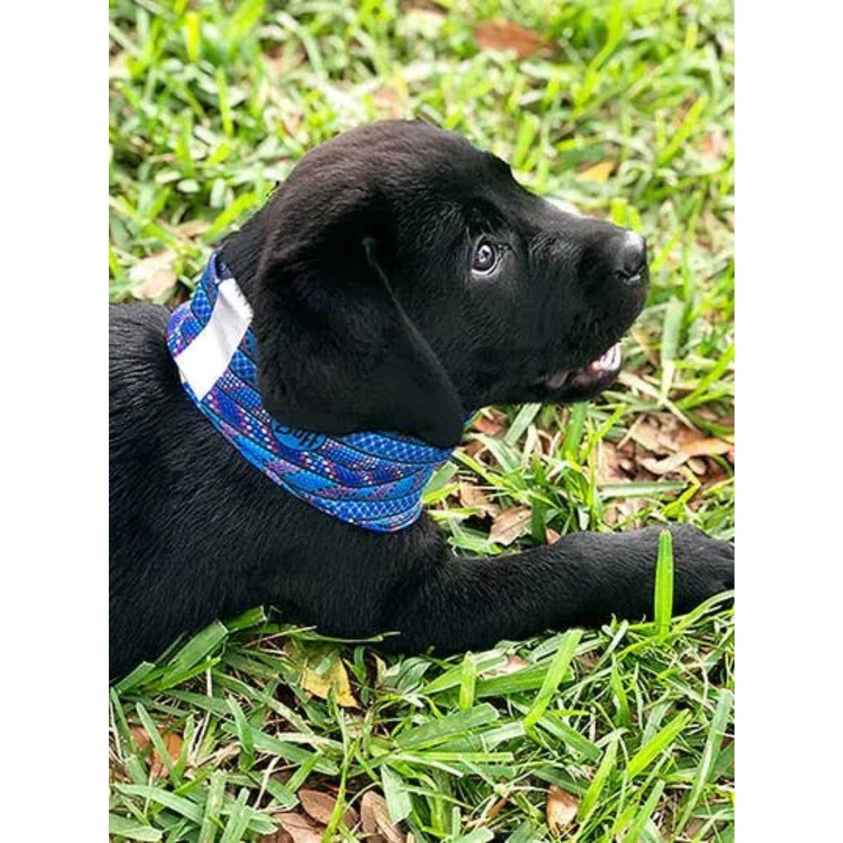 Buff Dog Reflective Neckwear